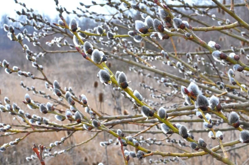 Bazie na wierzbie iwie są zwiastunem wiosny