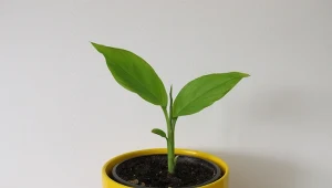 Jak wyhodować kurkumę w domu?