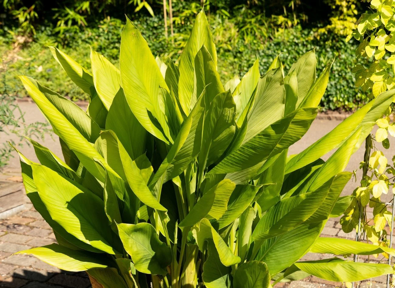 Kurkuma jest wybitnie ciepłolubna, dlatego latem można ją wystawiać na zewnątrz