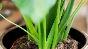 Dlaczego w doniczce pojawia się pleśń?