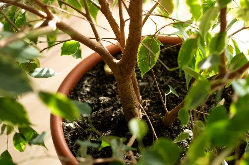 Pleśni w doniczce nie powinniśmy ignorować, jeśli zależy nam na zdrowiu rośliny