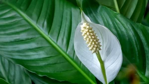 Podpowiadamy, jak pielęgnować skrzydłokwiaty, by odżyły i zakwitły po zimie.