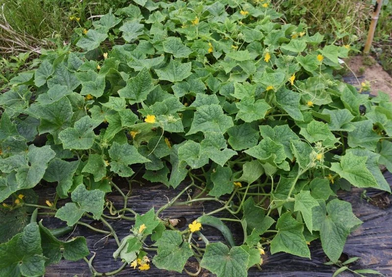 Nawóz z popiołu nadaje się nie tylko pod pomidory, ale też ogórki.