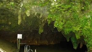 Nowe gatunki ptaków i żab sprzed miliona lat odkryte w Nowej Zelandii