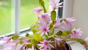 Kuzyn grudnika potrzebuje tylko porcji odżywki. Bajecznie zakwitnie