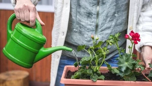 Podpowiadamy, jak i kiedy wybudzić pelargonie po zimie, by obficie kwitły w sezonie.