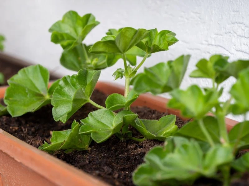 Z cięciem pelargonii po zimowaniu poczekajmy do marca