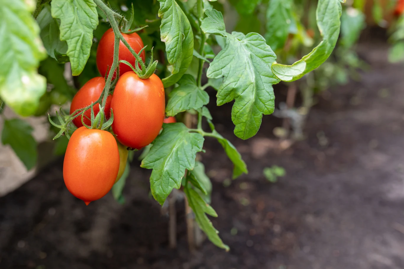 Dojrzałe, czerwone pomidory zwisające na krzaku w ogrodzie, otoczone zielonymi liśćmi, na tle ziemi ogrodowej.