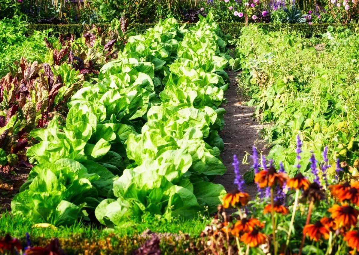 Rzędy dorodnych, zielonych główek sałaty rosnących w uporządkowanym warzywniku, wokół widoczne są inne rośliny i kwiaty w pełnym rozkwicie, a całość oświetla jasne, naturalne światło słoneczne.