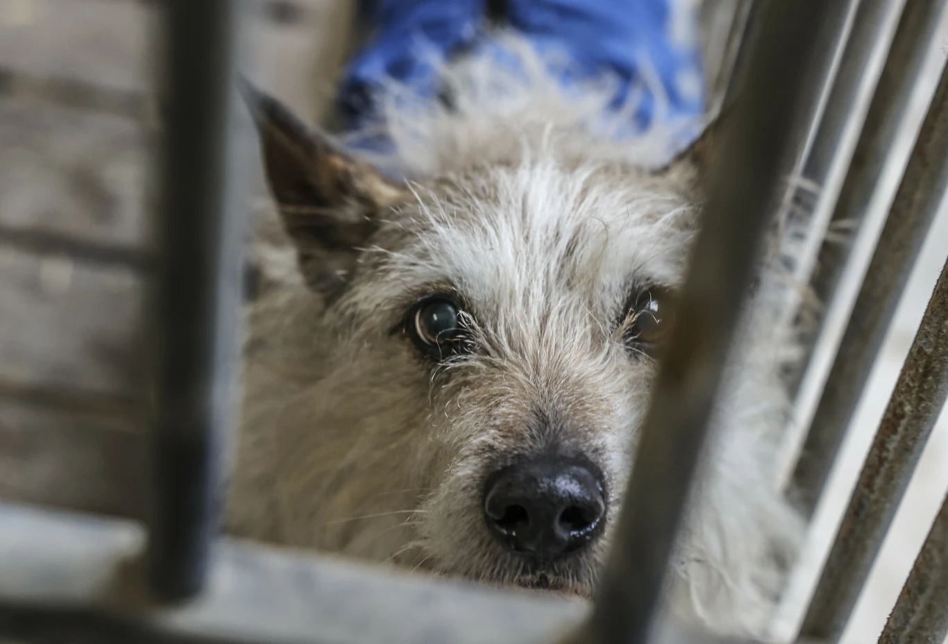 Schroniska w Polsce są pod lupą, ale czy to wpłynie z korzyścią na los zwierząt? Smutny pies o białym, szorstkim futrze patrzy przez metalowe pręty klatki, w tle widoczna nieostra podłoga oraz fragment niebieskiego ubrania.