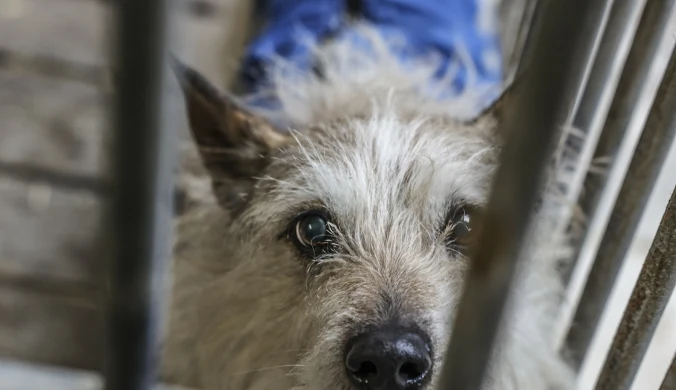 Schroniska w Polsce są pod lupą, ale czy to wpłynie z korzyścią na los zwierząt?