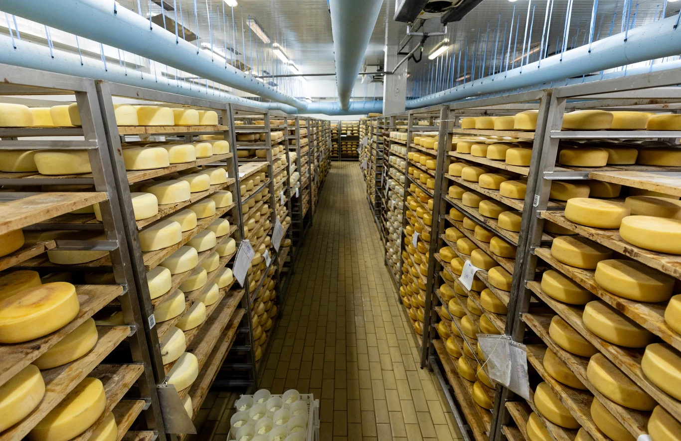 Ukraina zmaga się ze zwiększonym importerm zagranicznych serów Długie rzędy drewnianych regałów wypełnionych dużymi kręgami żółtego sera w hali produkcyjnej, oświetlenie jarzeniowe, czyste kafelki na podłodze, widoczny system wentylacji nad regałami.