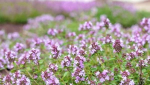 Macierzanka piaskowa może zastąpić trawnik.