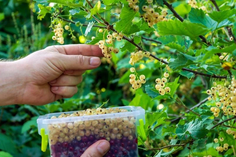 Obierki ziemniaczane warto zakopać nie tylko pod porzeczką, ale też agrestem czy malinami