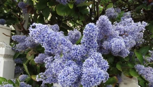 Podpowiadamy, jak uprawiać prusznika niebieskiego w ogrodzie.