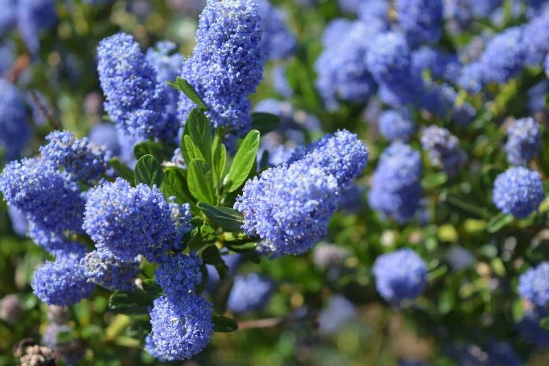 Prusznik niebieski nie potrzebuje specjalnych nawozów, by kwitł w rzadko spotykanym w naturze kolorze