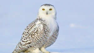 Znasz zimowe zwyczaje zwierząt? Sprawdź się w naszym quizie