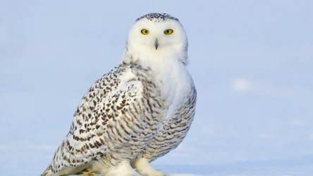 Quiz przyrodniczy dla każdego. Rozwiążesz? 