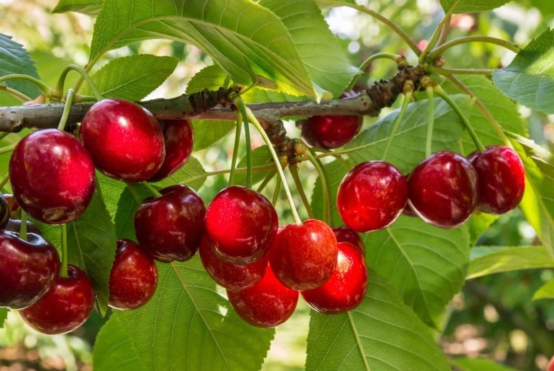 Po zimowym cięciu wiśni, zawsze zabezpiecz powstałe rany.