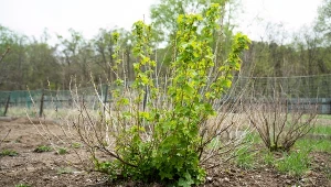 Naturalne odżywianie porzeczki na przedwiośniu przyniesie efekty w sezonie.