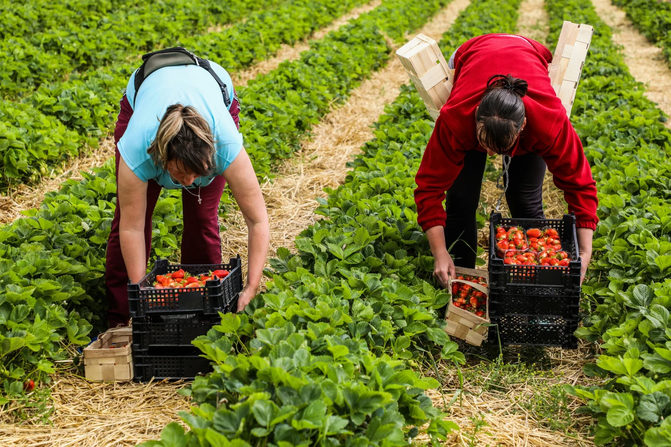 Praca dla Polaków w Niemczech. 16 tys. zł na rękę bez znajomości języka Dwie osoby zbierające truskawki do plastikowych skrzynek pośród zielonych rzędów truskawek na polu, mają na plecach drewniane pojemniki, wokół widać dojrzałe owoce i słomę rozłożoną na ziemi.