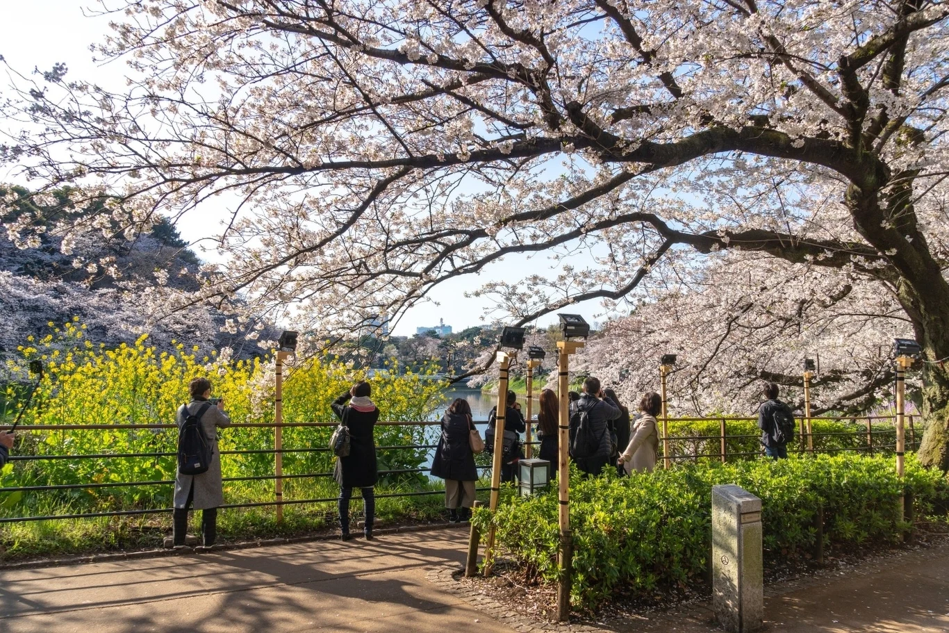 Kwitnące wiśnie w Japonii