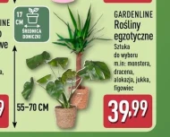 Roślina doniczkowa Gardenline