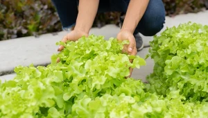 Uprawa sałaty jest bardzo prosta. Można ją siać do gruntu, pod tunele i do doniczek