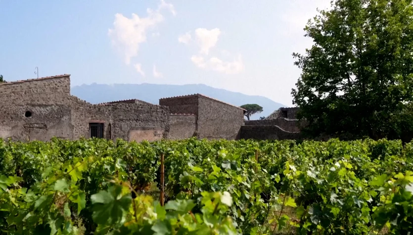 Włoskie Pompeje wracają na winny szlak. "To jest część naszego dziedzictwa"