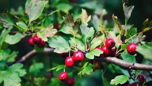 Nie tylko na serce. 5 zaskakujących właściwości głogu, o których warto wiedzieć jesienią