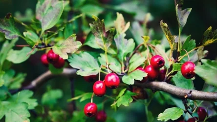 Czerwone owoce głogu 