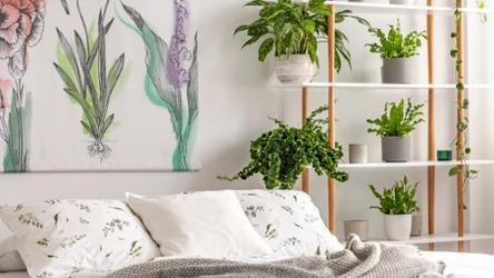 Pozbądź się kurzu, pyłków i smogu. Podpowiadamy, które rośliny doniczkowe oczyszczają powietrze 