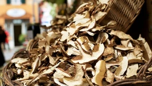 Jak dobrze suszyć grzyby? Nie potrzebujesz specjalnych urządzeń