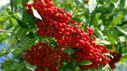 Dżem, konfitura, a może keczup? Najlepsze pomysły na przetwory z jarzębiny