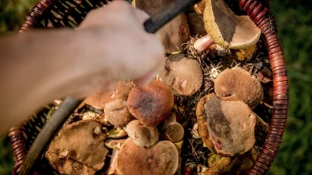 W tych krajach lepiej nie zbieraj grzybów. Możesz zapłacić karę