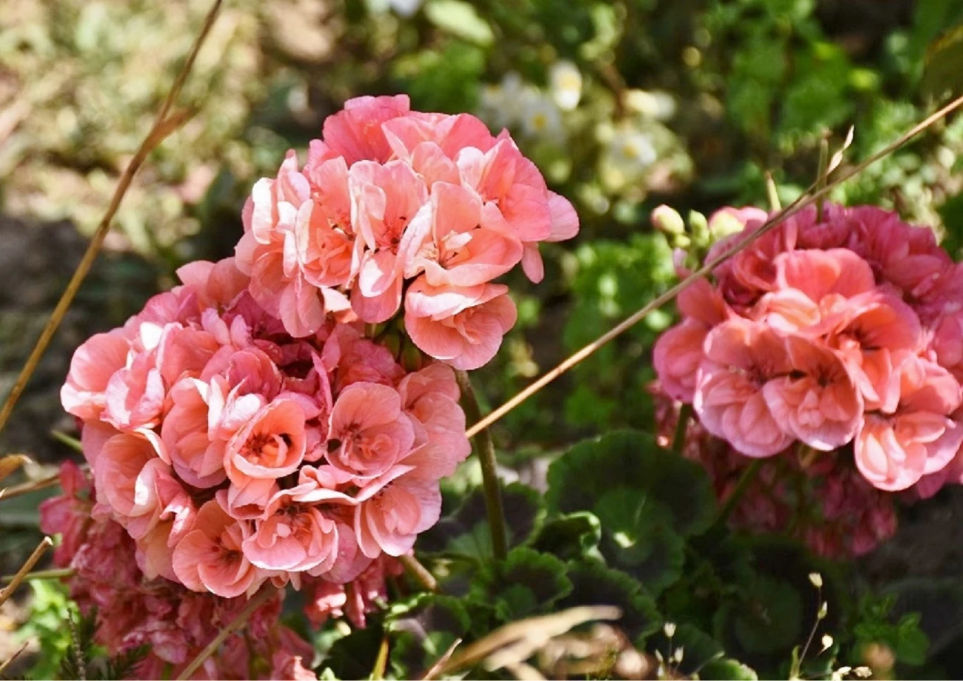 Pelargonie do prawidłowego rozwoju potrzebują przede wszystkim obfitego podlewania i regularnego nawożenia