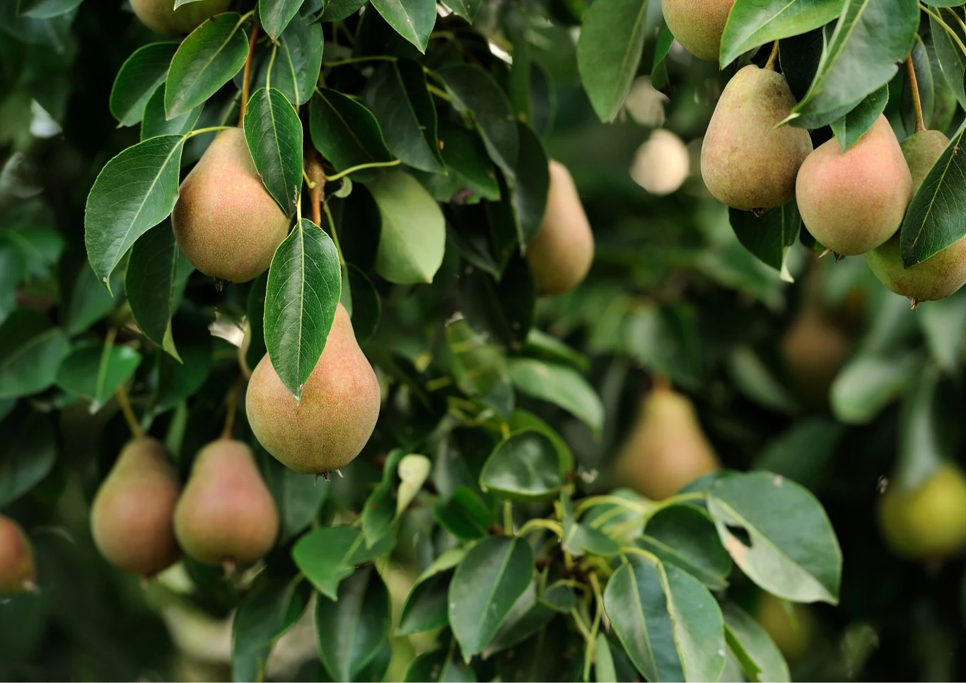 Grusze mają wiele smakowitych odmian