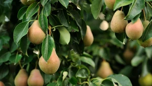 Grusze mają wiele smakowitych odmian