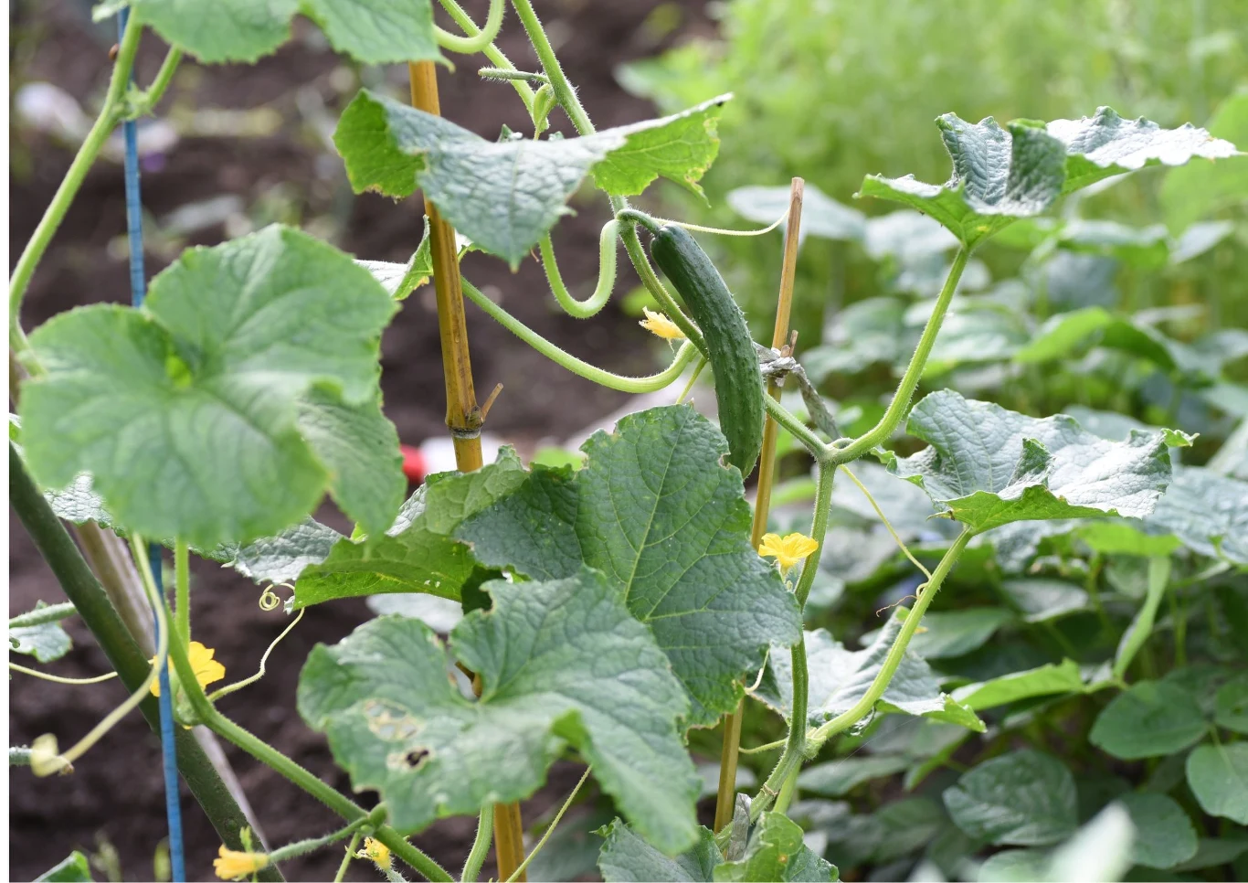 Ogórki gruntowe częściej bywają gorzkie niż inne okazy