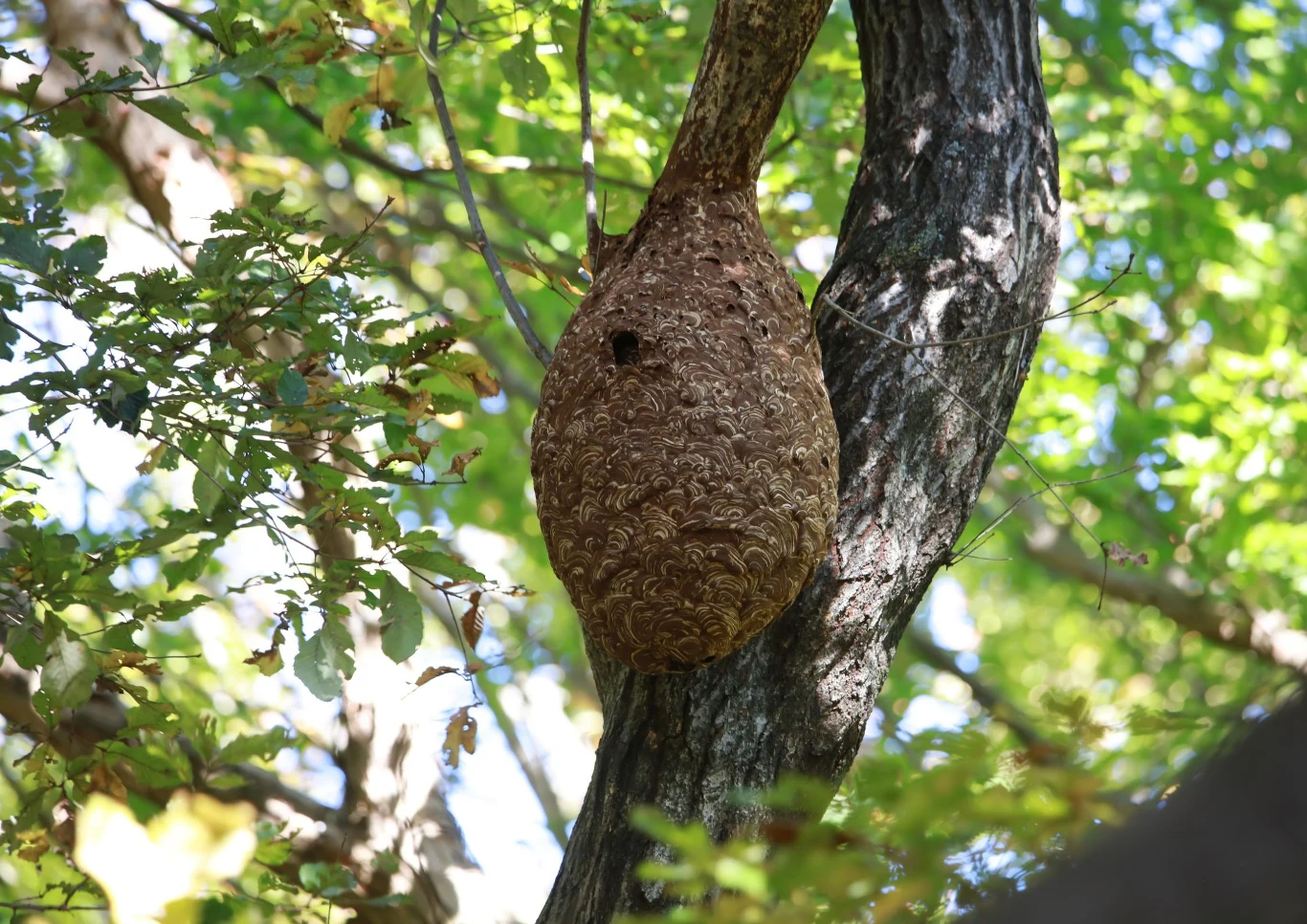 Jak skutecznie pozbyć się szerszeni