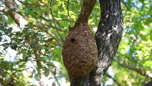 Jak skutecznie pozbyć się szerszeni