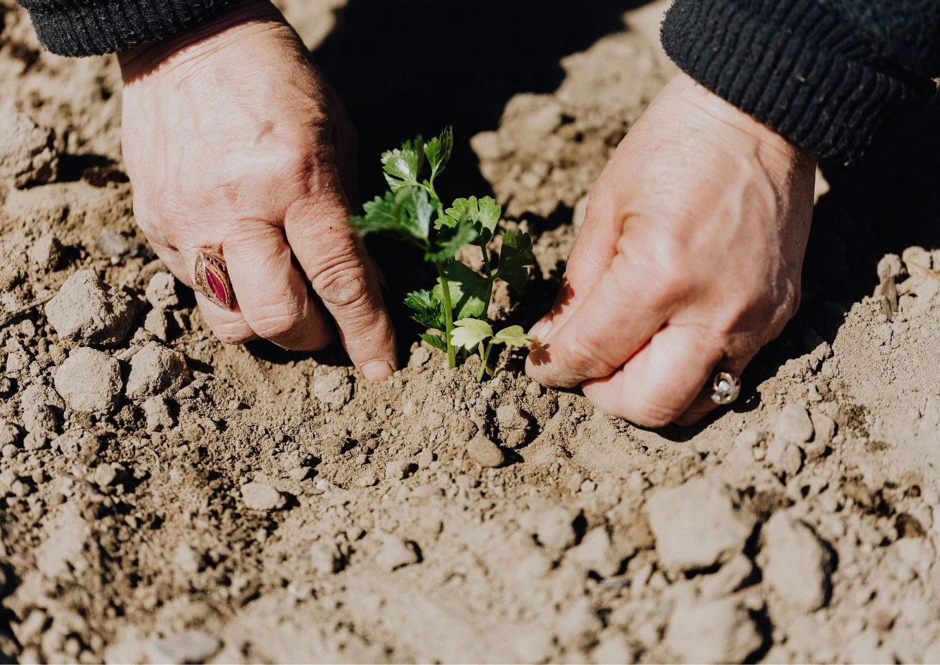 Dobrze zadbana gleba to podstawa zdrowych roślin