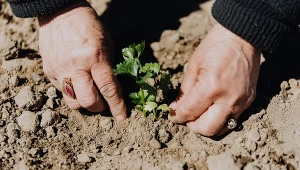 Dobrze zadbana gleba to podstawa zdrowych roślin
