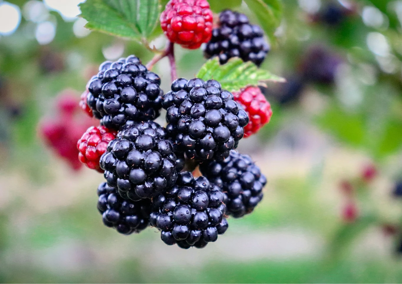 Jak dbać o jeżyny?