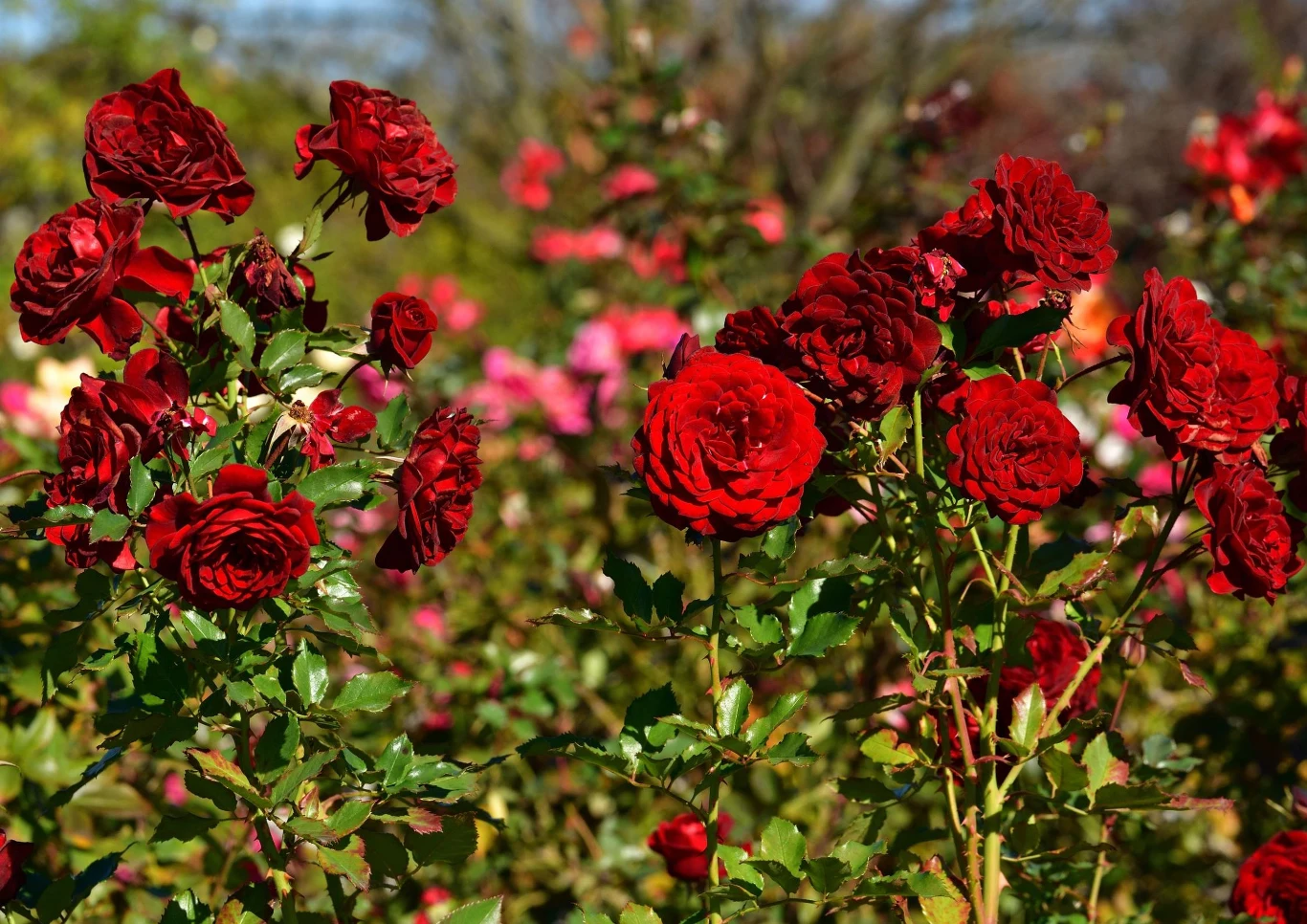 Jak dobrze pielęgnować róże?