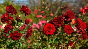 Jak dobrze pielęgnować róże?