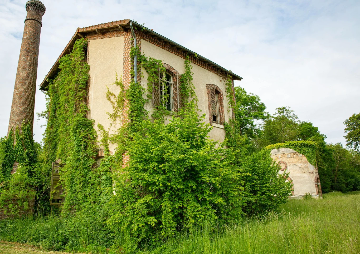 Jakie wybrać pnącza do ogrodu?