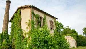 Jakie wybrać pnącza do ogrodu?