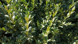 Zaraza bukszpanu najczęściej atakuje krzewy wiosną, gdy są częste opady, a temperatura jest umiarkowana.