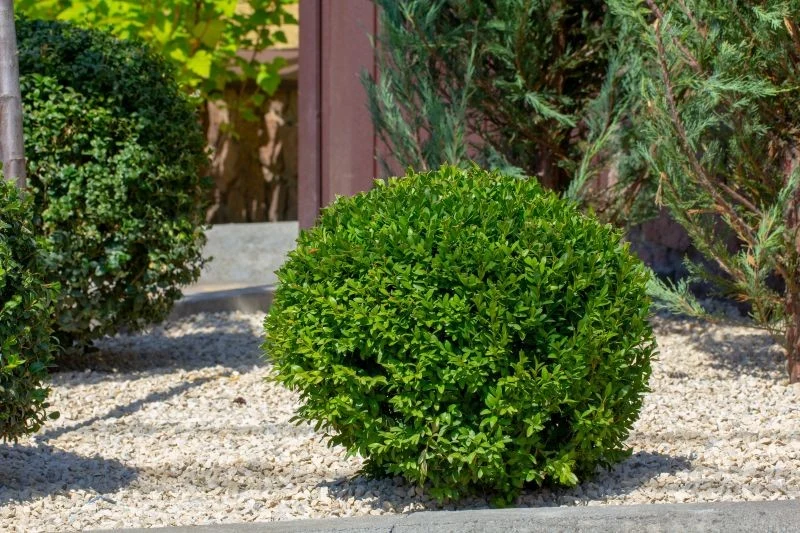 Zarazie bukszpanu można zapobiegać na kilka sposobów